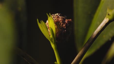insecto de la basura moviéndose, surgieron nuevas hojas, larva de crisopa