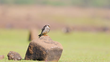 lesser kestral female coming and landing on a rock, raptor in flight slow motion