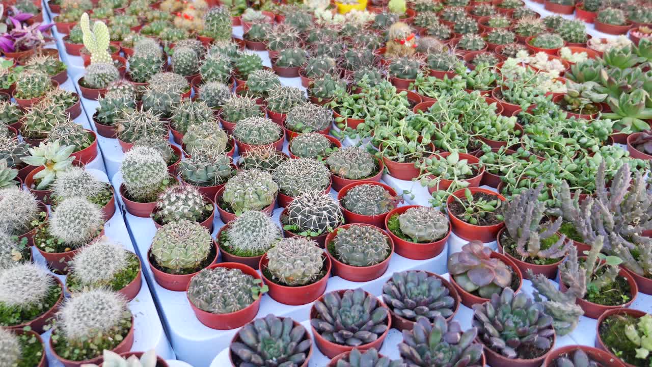 variedad de cactus y suculentas para la venta