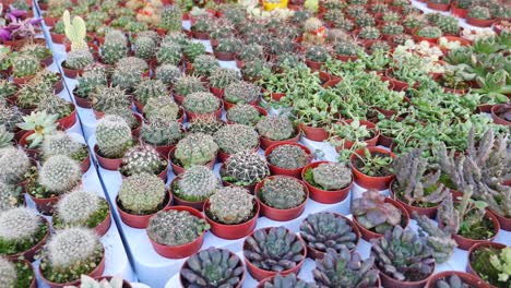 assortment of cactus and succulents for sale