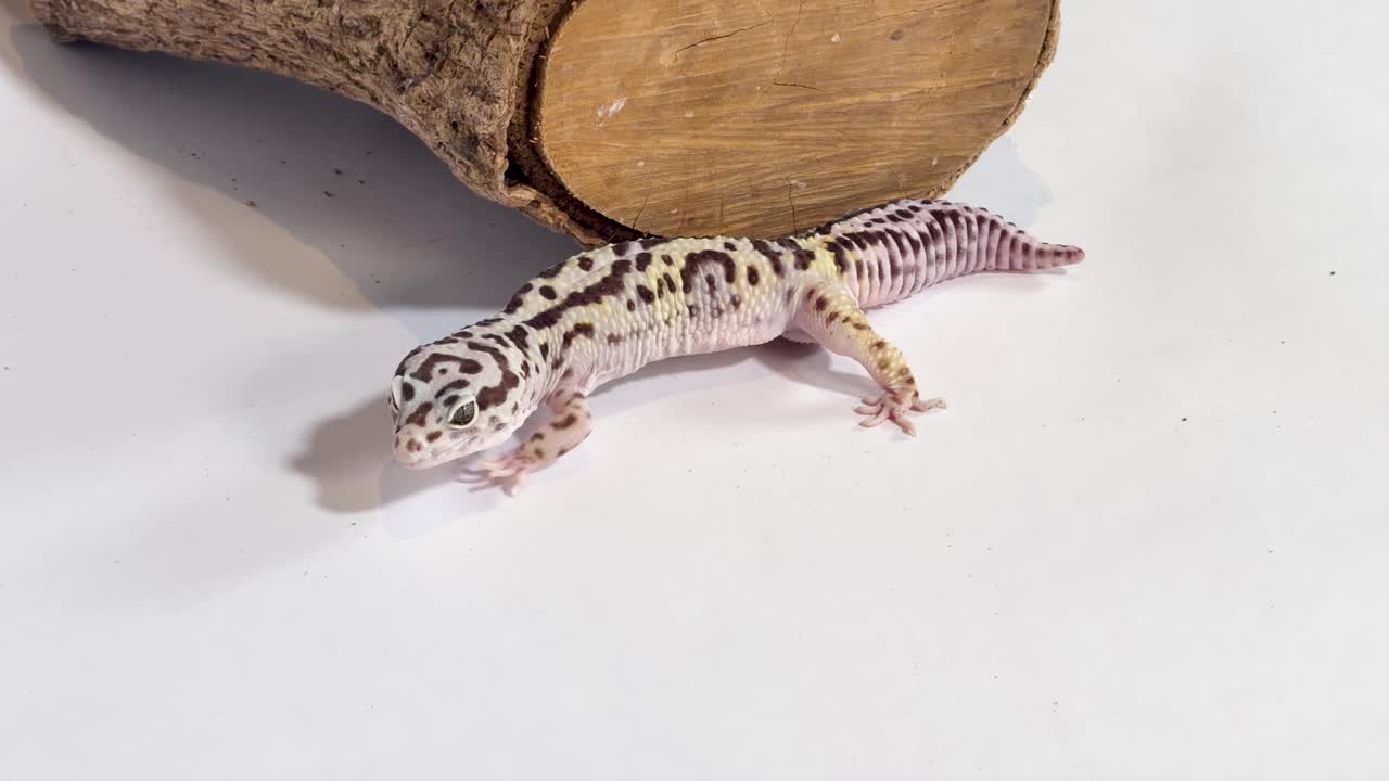 Un geco leopardo striscia su uno sfondo bianco da studio accanto a un nascondiglio fatto con un tronco di legno