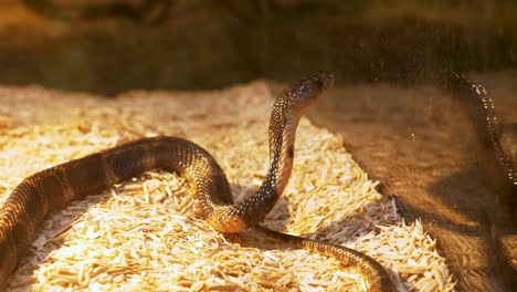 mirando a través de su terrario de vidrio, una cobra real extiende su cuello para mirar fuera de su jaula dentro de un zoológico en bangkok, tailandia