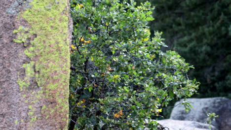 Moosige-Felsen-Gegen-Dichte-Bäume-Im-Wald-An-Windigen-Tagen