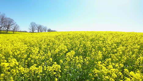 Fairytale-like-breathtaking-view-of-vibrant-yellow-flowers-in-field