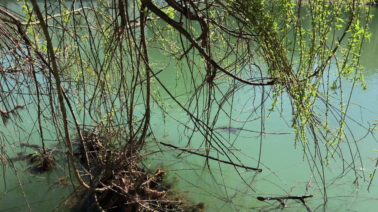 River Scene with Willow Trees