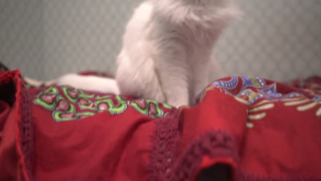 fluffy white cat sitting on bed with confused look