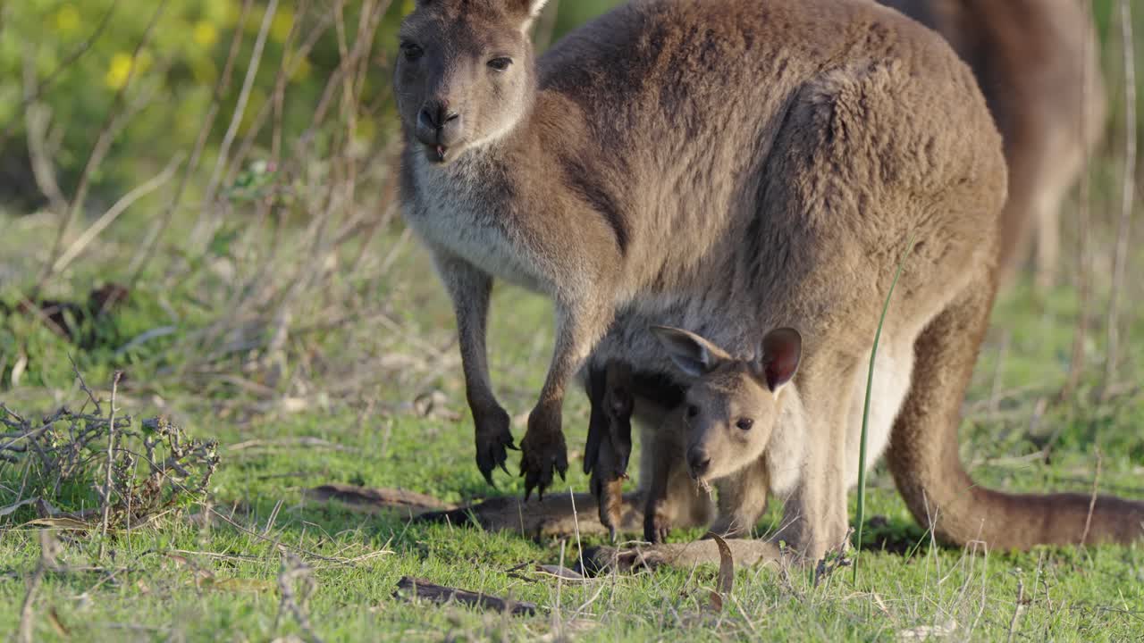 Kangaroo Mother and Joey in Australian Grassland
