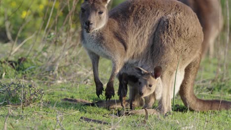 kangaroo mother and joey in australian grassland