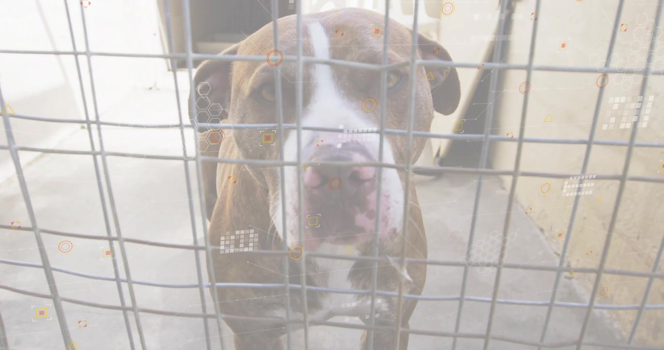 Dog pressing snout against metal wire grid and sniffing camera while seeking shelter adoption