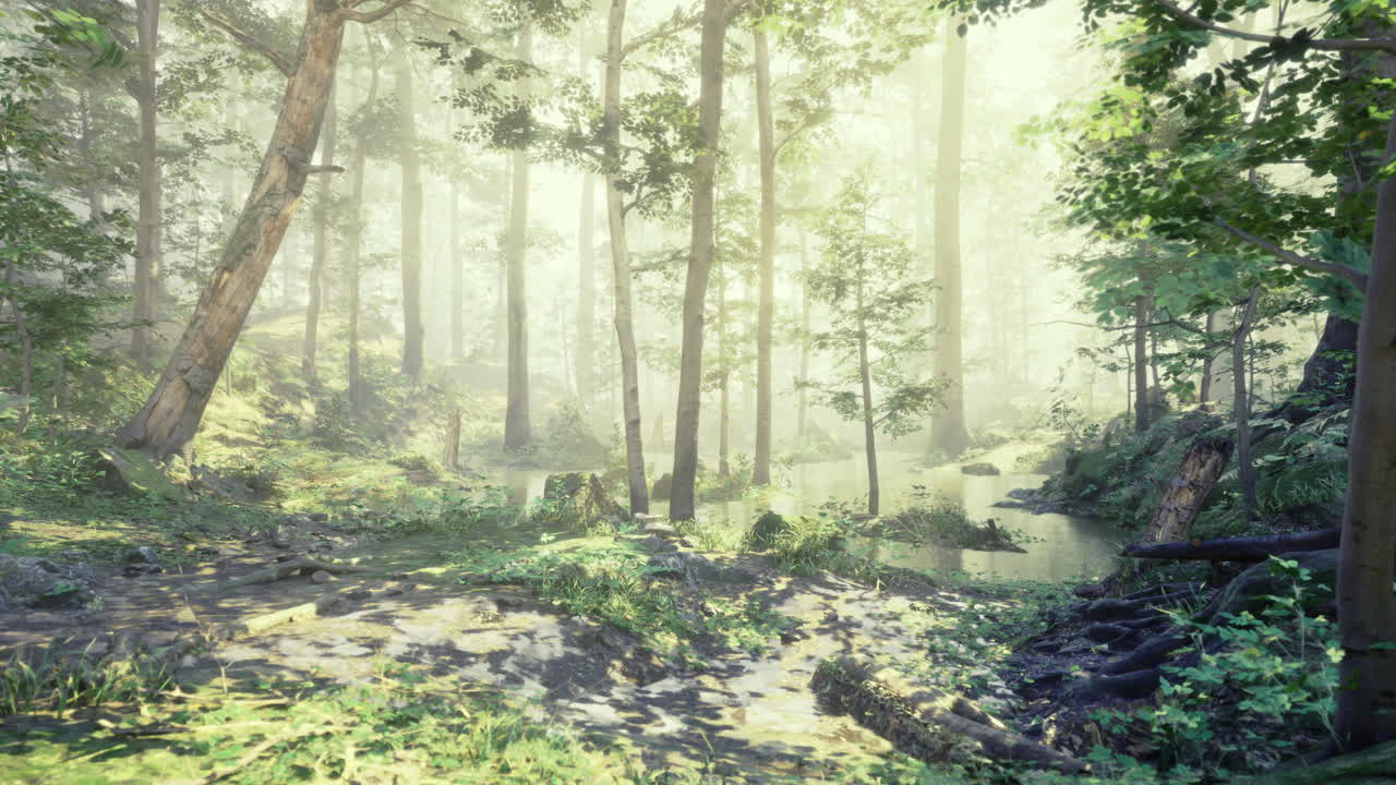 Lush forest landscape illuminated by soft sunlight in the early morning