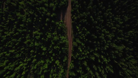 Camino-Forestal-Solitario-En-El-Noroeste-Pacífico