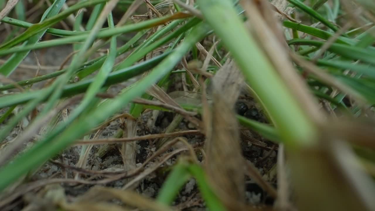 Black garden ants move slowly across thick grass blades in macro closeup view