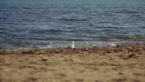 seagull at the beach with pigeons passing by