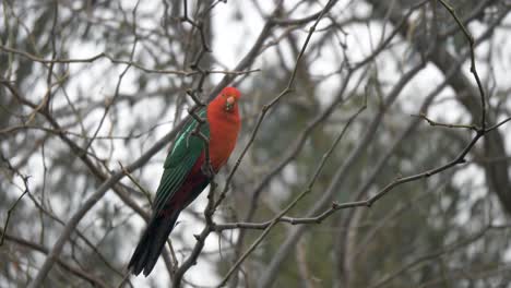 un loro rey macho con llamativos colores rojos se sienta encaramado en una rama