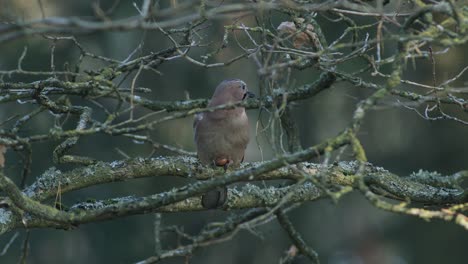 eurasian jay opening and eating acorn on the tree