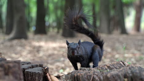 black squirrel standing on tree stump looking directly at camera before looking for food at viveros de coyoacán in mexico