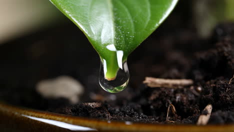 water drop on a leaf