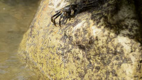 Costa-Rican-land-crab-crawling-over-the-edge-of-a-slippery-beige-rock-at-a-harbour-searching-for-food