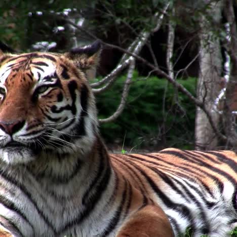 a large tiger sits on the grass in a zoo