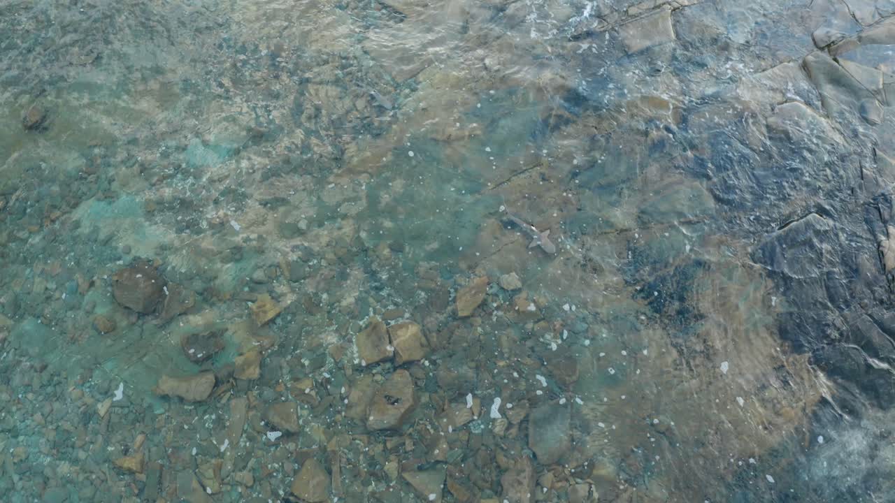 Black Tip Sharks Spotted Swimming On The Clear Sea Water In Fiji - Aerial Shot