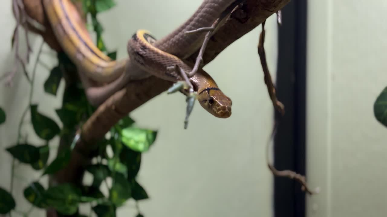 Close-up Copperhead rat snake on a tree branch at snake garden.