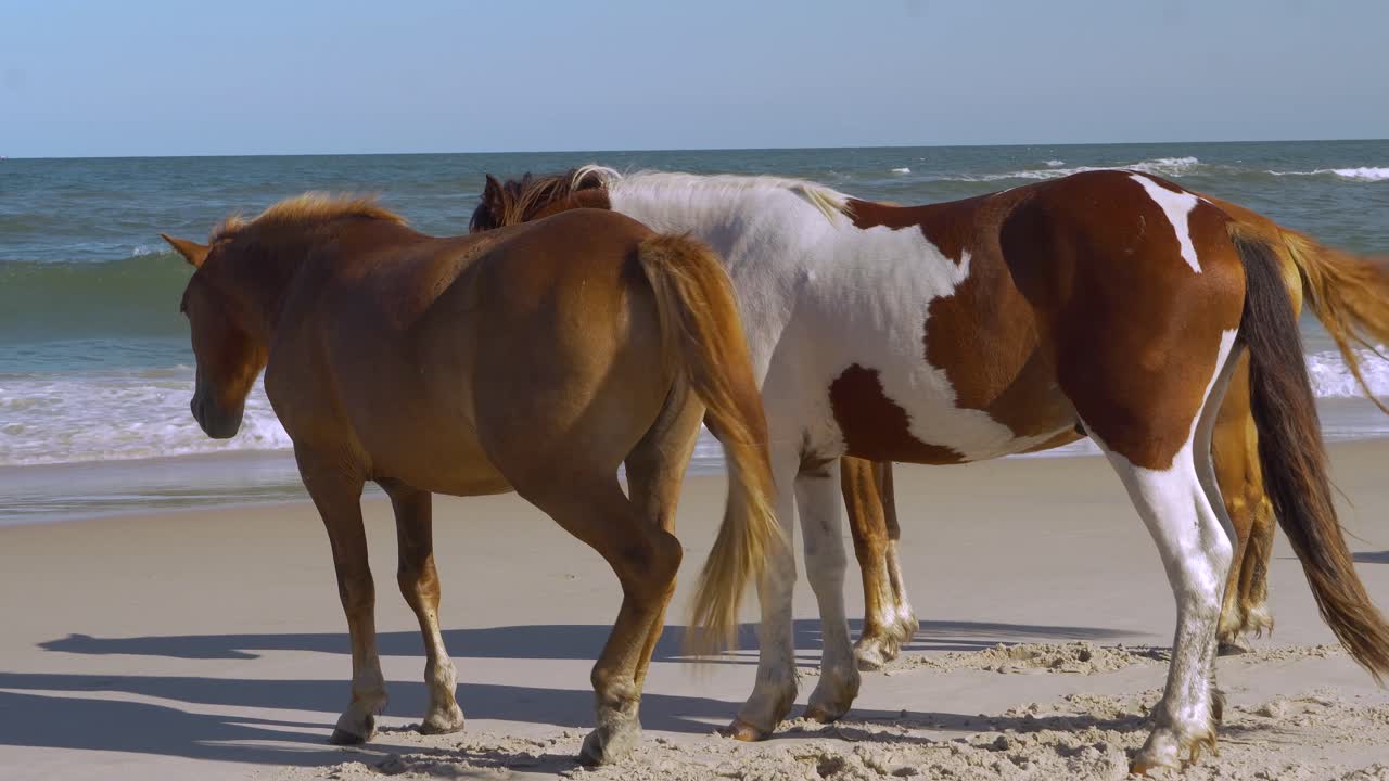 três cavalos a tomar sol na praia.