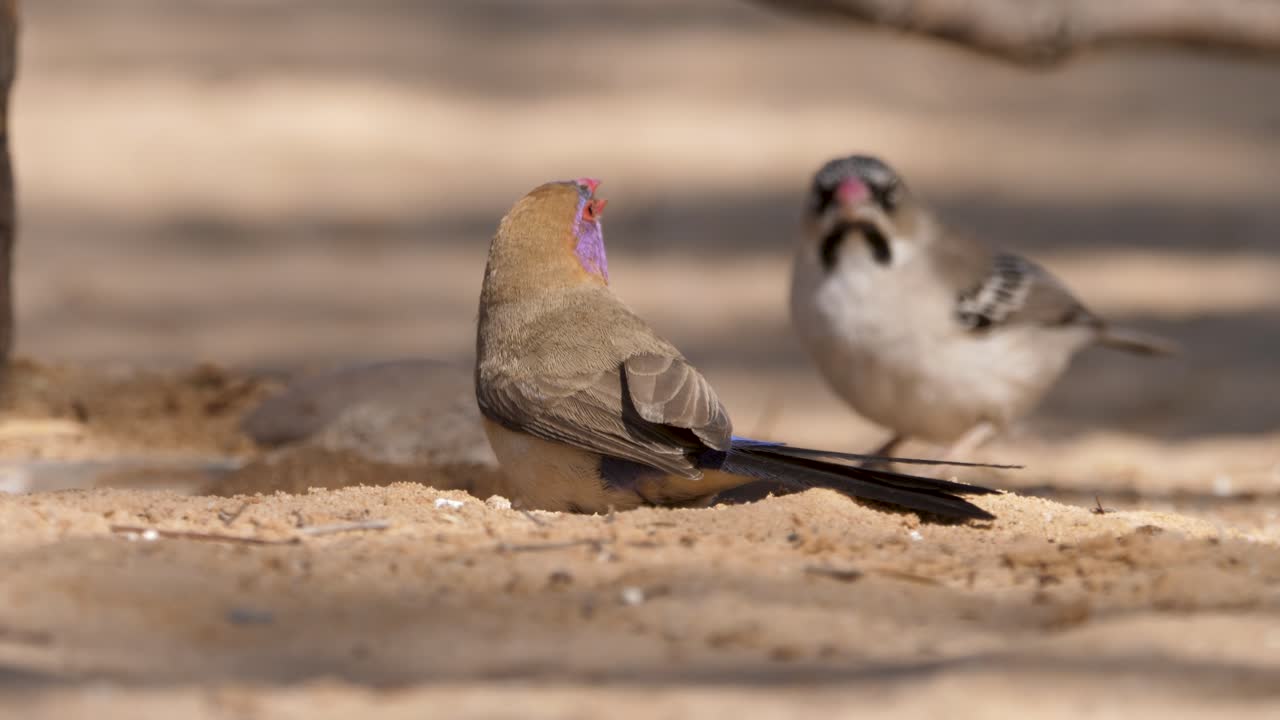 primer plano: pico de cera de orejas violetas y pinzones de plumas escamosas en un pequeño abrevadero