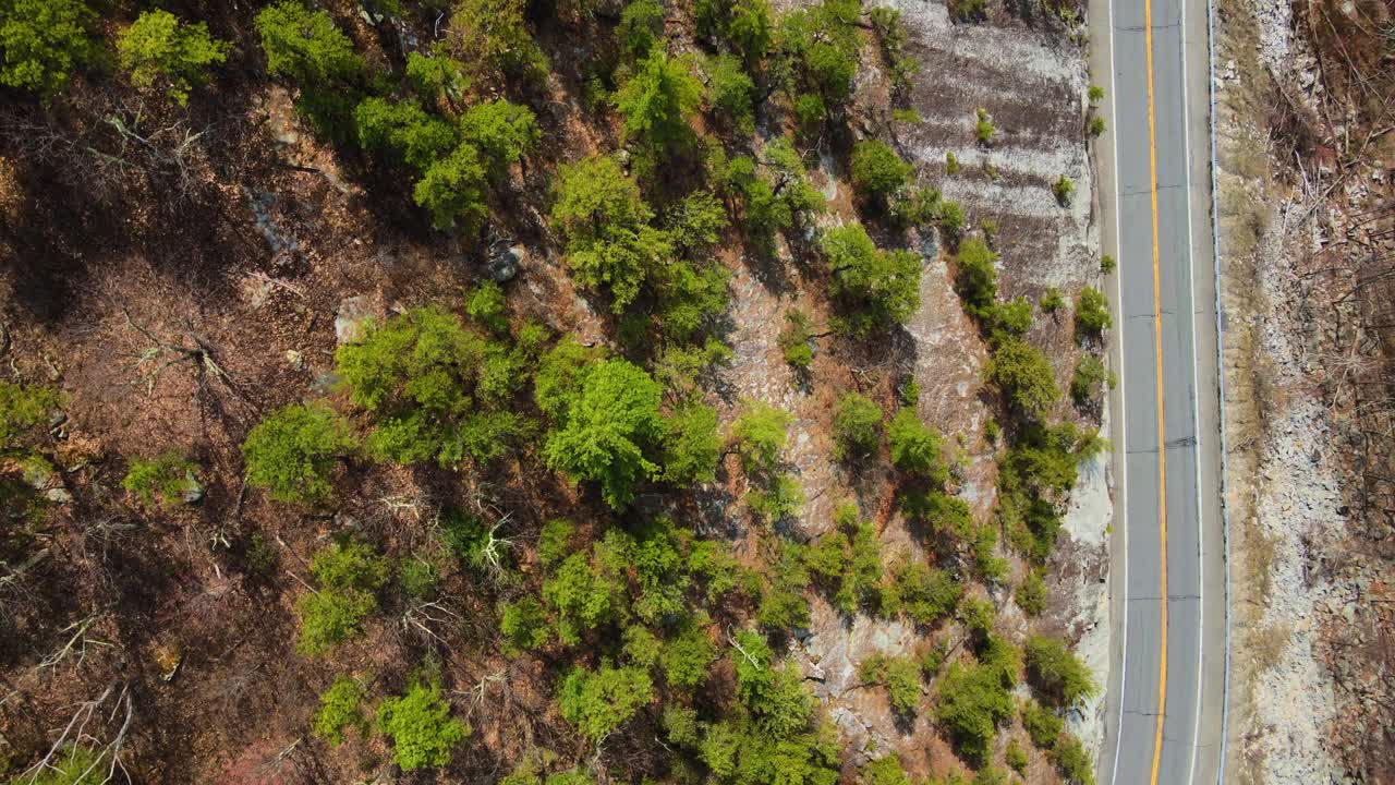 imágenes de video de drones aéreos de raras coníferas de pino en la cresta de shawangunk en el valle de hudson del estado de nueva york