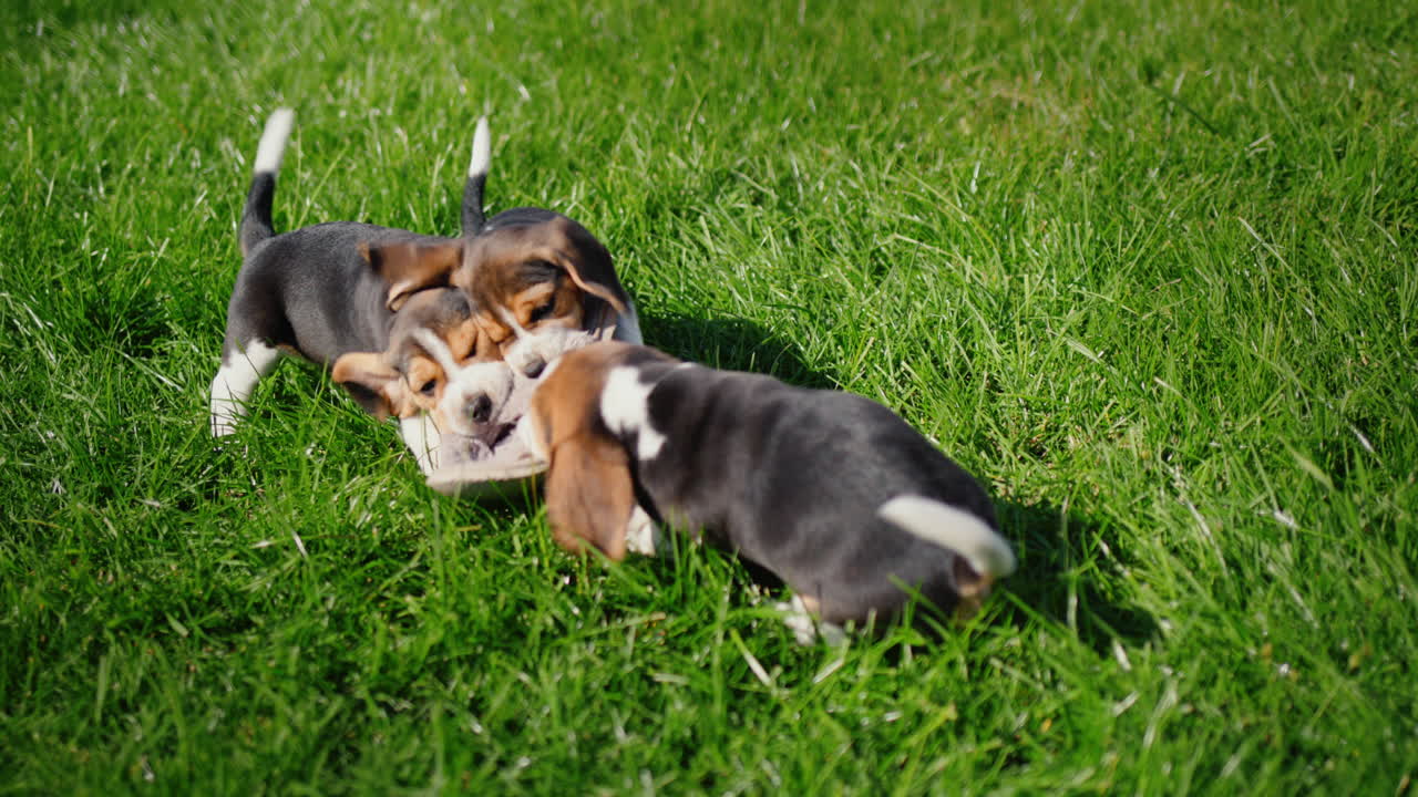 Several puppies nibbles on the owner's slippers on the lawn