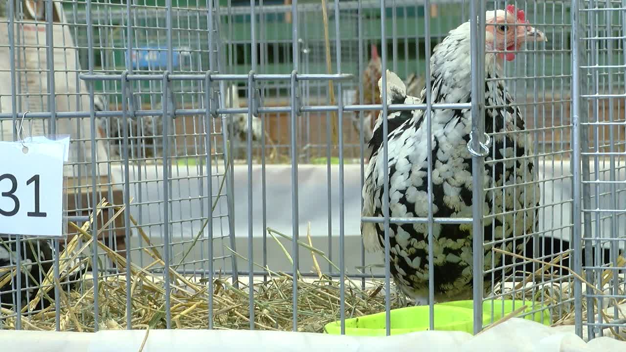 The most beautiful sugar chicken in Latvia