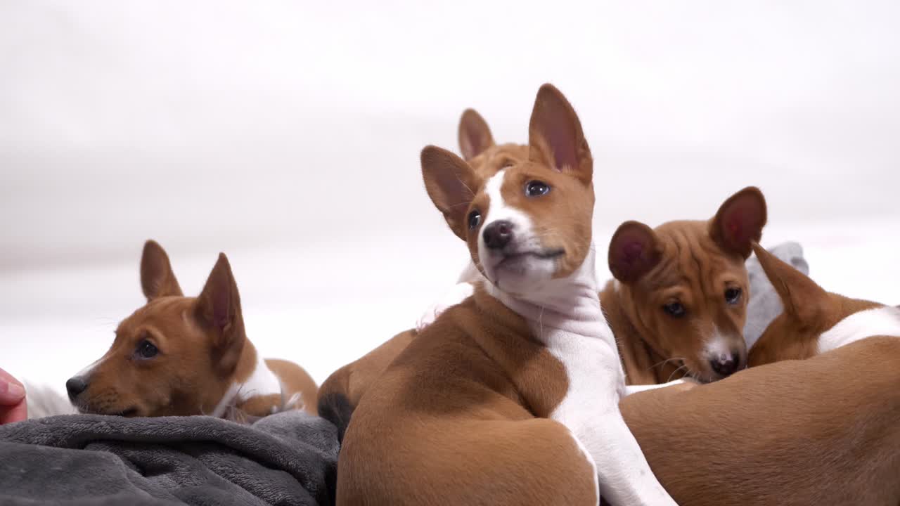 귀여운 작은 basenji 강아지 앉아서 스로우 모션에서 카메라 개 얼굴을 보십시오