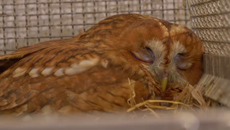 close view of a brown owl on a cage saved from animal trafficking