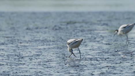 Säbelschnäbler-Bewegen-Scheine-Hin-Und-Her-Und-Suchen-Im-Wattenmeer-Nach-Nahrung