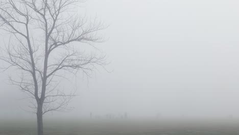 silhouettes of people visible in distance next to bare tree in heavy fog