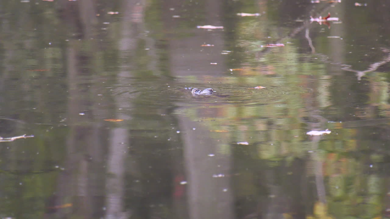 joven cocodrilo de cerca flotando en el agua y luego girando