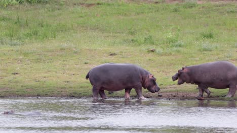 one hippo advances