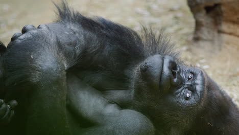 a funny gorilla rests lying on the sand.