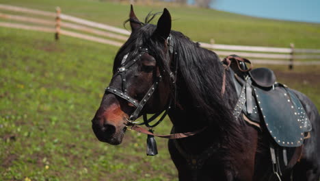 brown horse with mane waved by wind walks along paddock