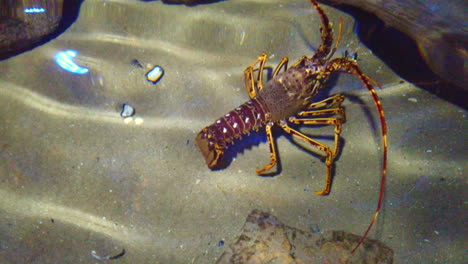 langosta caminando sobre el fondo del mar