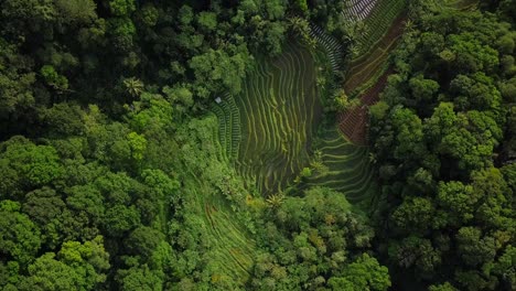 Vuelo-Aéreo-De-Pájaros-Sobre-El-Paisaje-Forestal-Con-Plantaciones-Y-Campos-De-Arroz-En-Indonesia-Durante-El-Día-Soleado