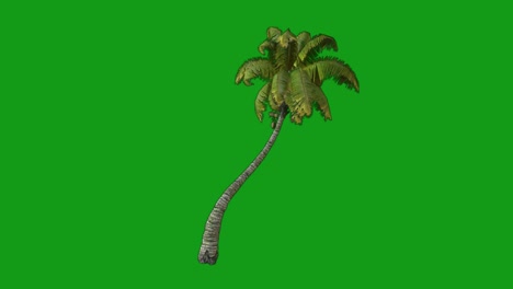 movimiento de árbol de coco pantalla verde gráficos de movimiento