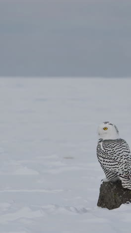 snowy owl in a snowy landscape