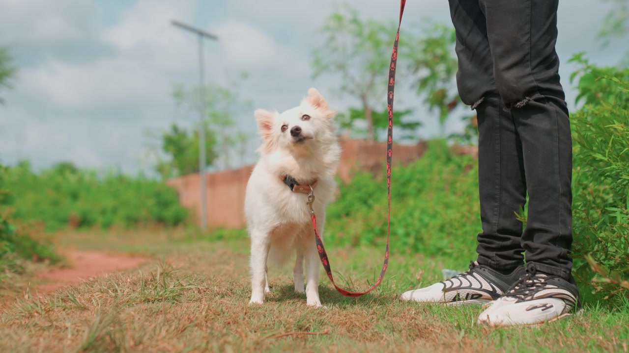 White puppy sniffing grass near owners feet on sunny suburban path, red leash trailing to black sneakers, gentle exploration and playful pause as puppy inspects dirt and greenery, warm natural light