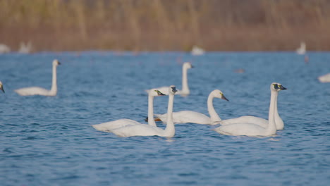 cisne de tundra en la parte este de carolina del norte