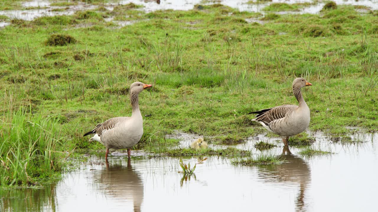 Greylag geese birds in shallow wetland pool with green grass