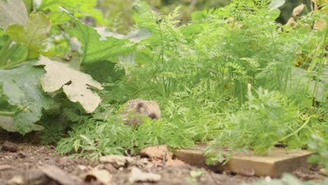 juvenile common hedgehog amongst green top of growing carrots plant