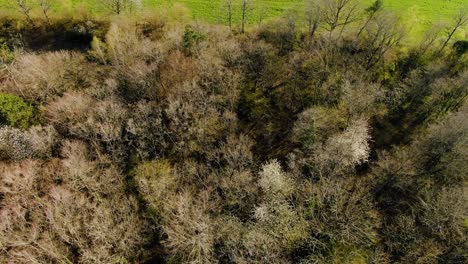 Draufsicht-Auf-Den-Baum-In-Der-Farm