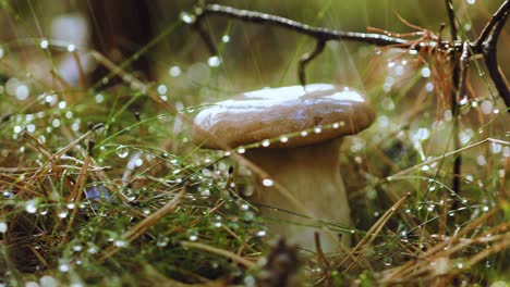 mushroom boletus in a sunny forest in the rain.