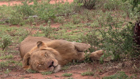 León-Pacífico-Descansa-Junto-A-Su-Presa-En-Un-Parque-De-Caza-Africano