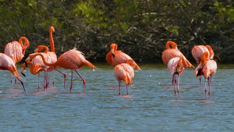 Flamingo-attacks-bird-feeding-throwing-neck-and-sharp-beak-to-side-of-body-in-slow-motion